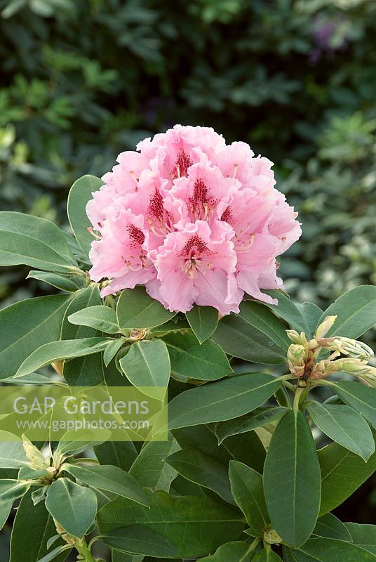 Rhododendron Albert Schweizer