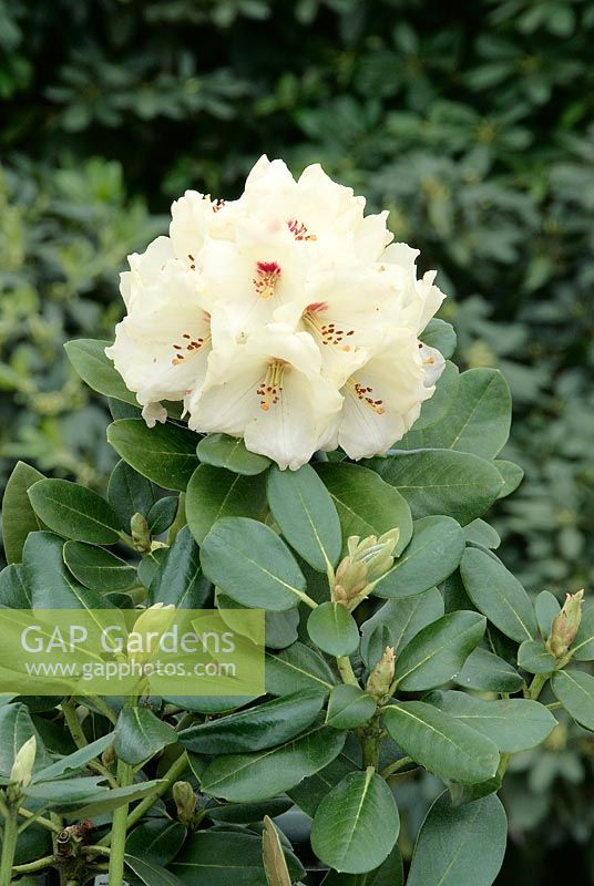 Rhododendron yakushimanum Flava