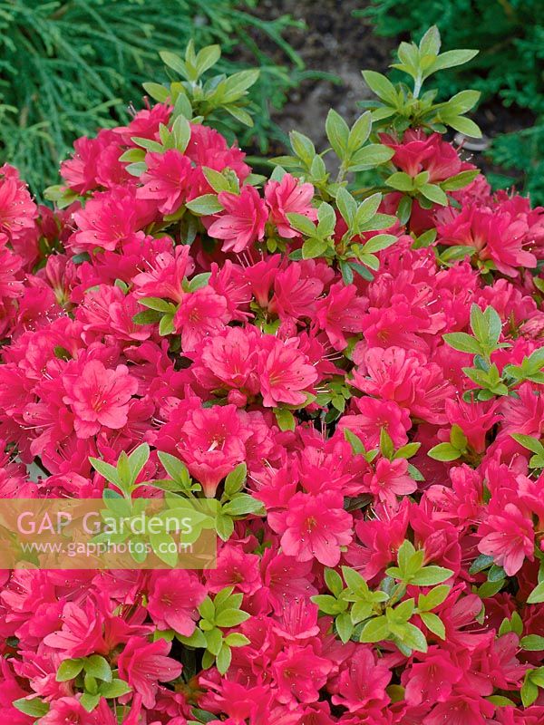 Rhododendron Geisha Red