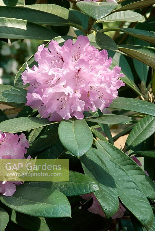 Rhododendron Hybride Silberpfeil (R)