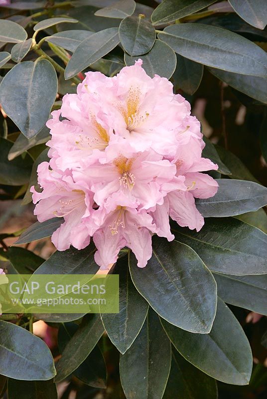 Rhododendron Hybride Dagmar