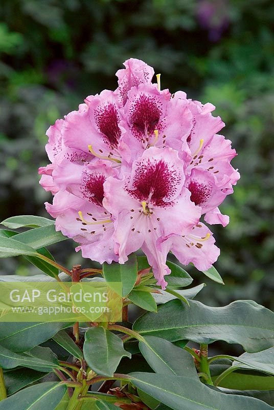 Rhododendron Hybride Kabarett (R)