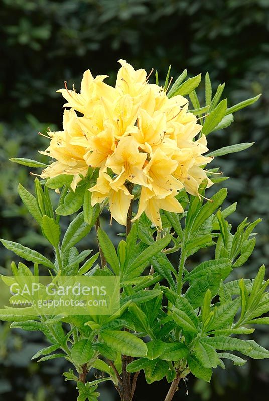Rhododendron luteum Arpèrge