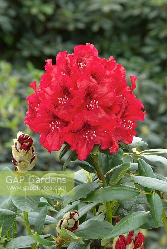 Rhododendron Hybride Erato (S)