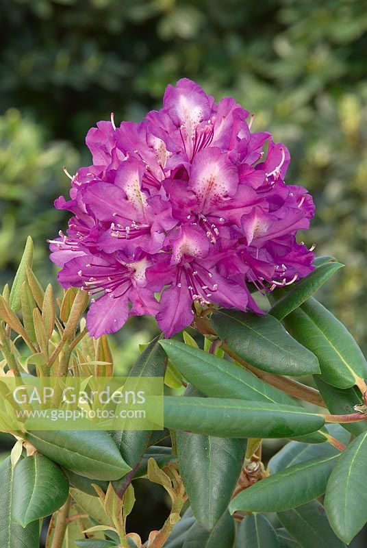 Rhododendron Hybride Tonica