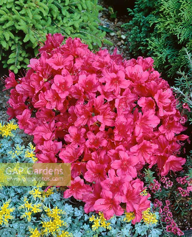 Rhododendron Arabesk