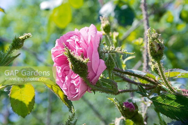 Rosa x centifolia Muscosa