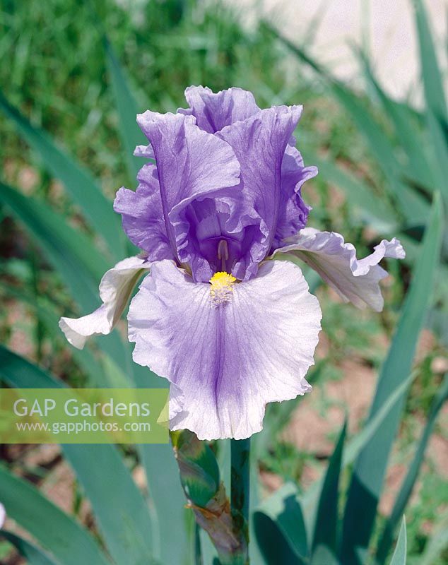 Iris x germanica Olympiad