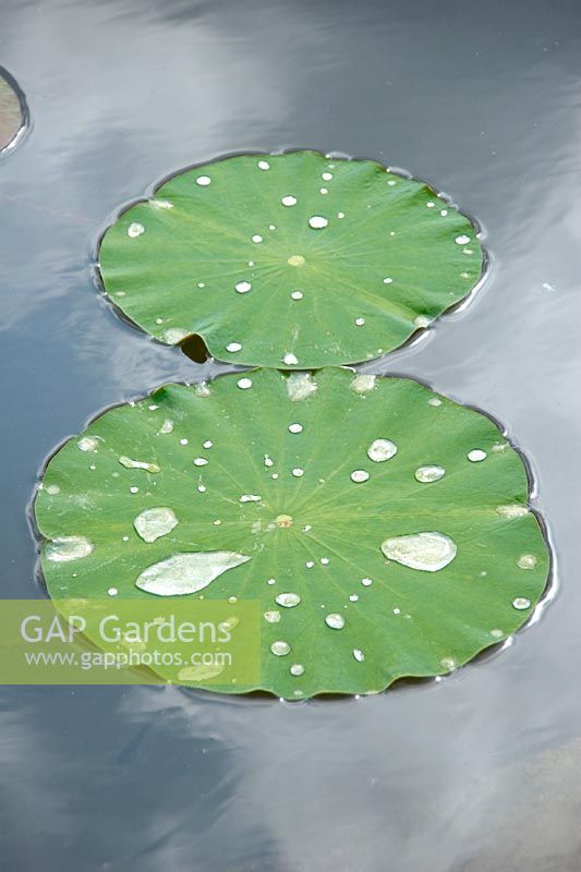 Nelumbo lutea / leaf with waterdrops