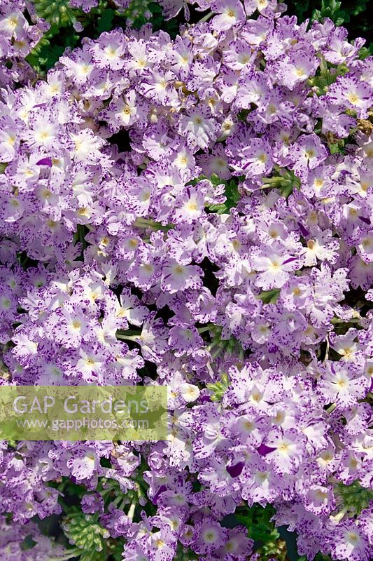 Verbena Lanai® Purple Mosaic 07