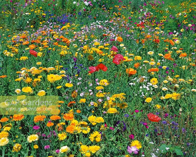 Blumenwiese / flower meadow