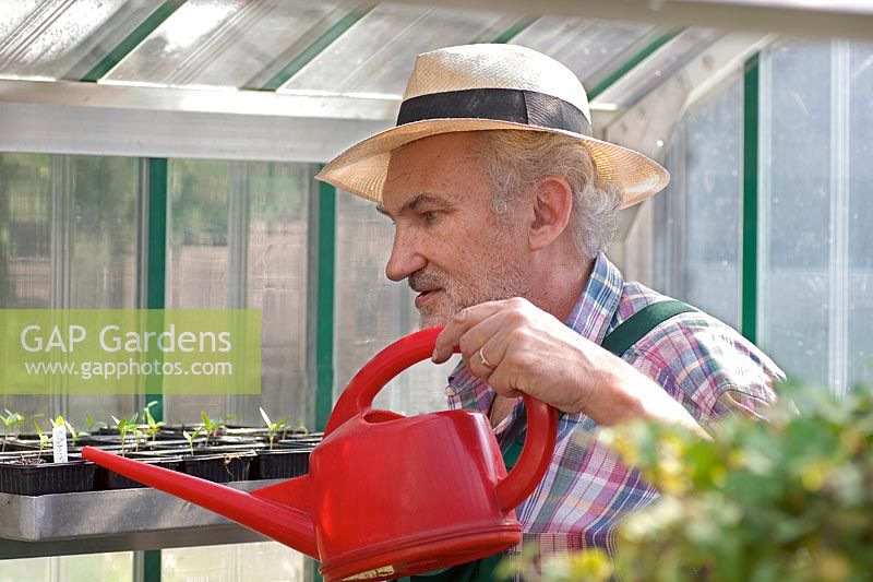 Gardener watering young plants in the greenhouse