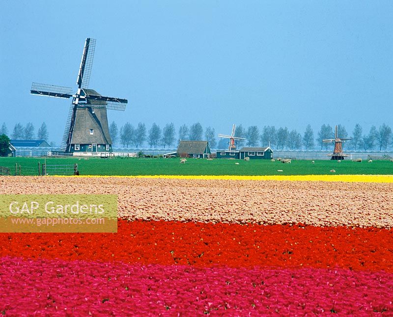Field with tulips and windmill