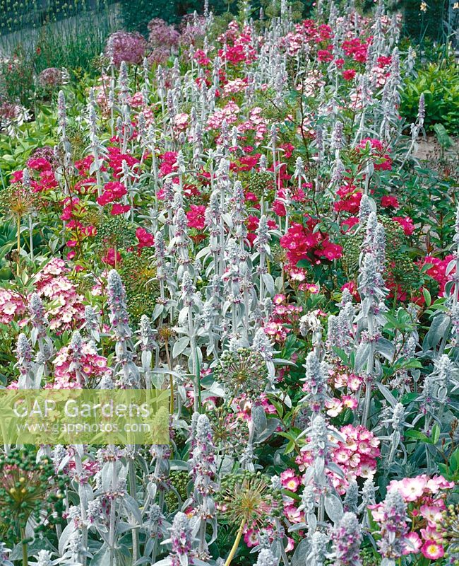 Border with Stachys byzantina and roses