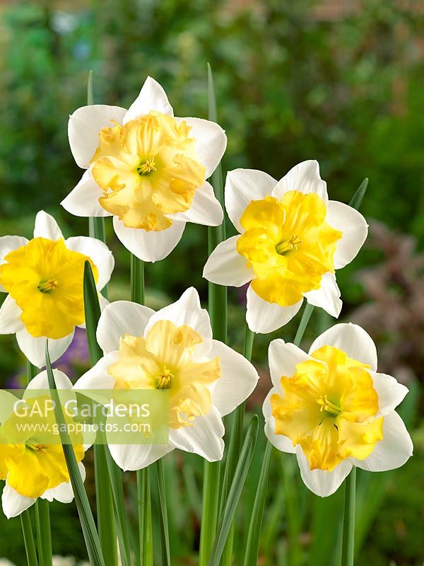Narcissus Split Corona Changing Colors
