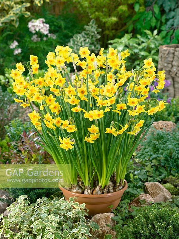Narcissus triandrus Falconet in pot