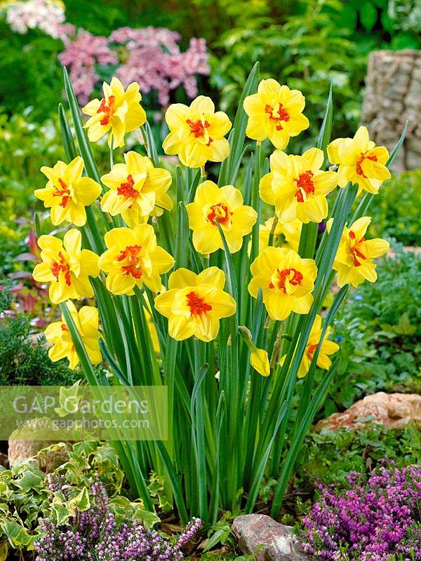 Narcissus Double Ascot