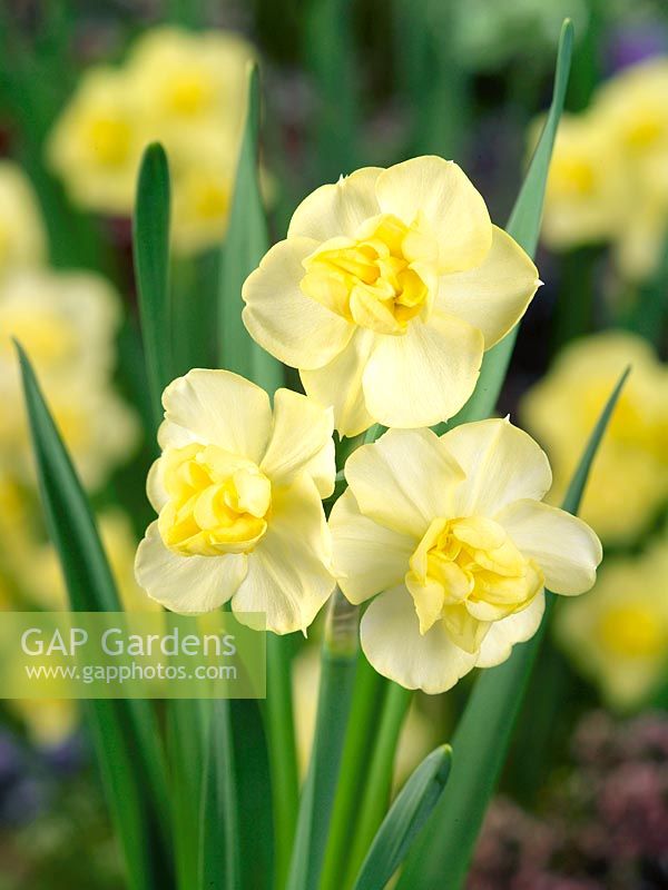 Narcissus Double Yellow Cheerfulness