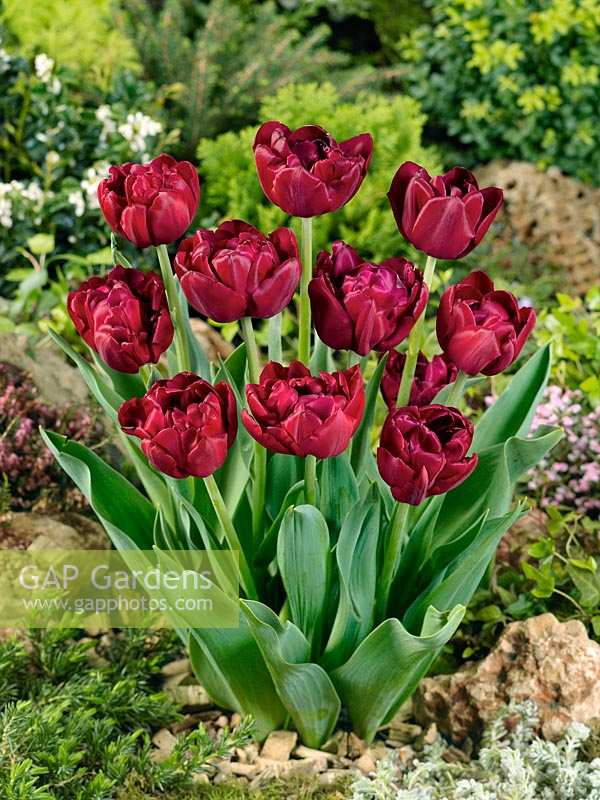Tulipa Double Late Antraciet