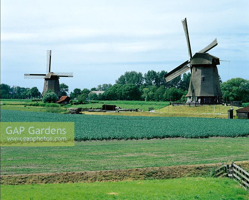 Dutch windmills and fields
