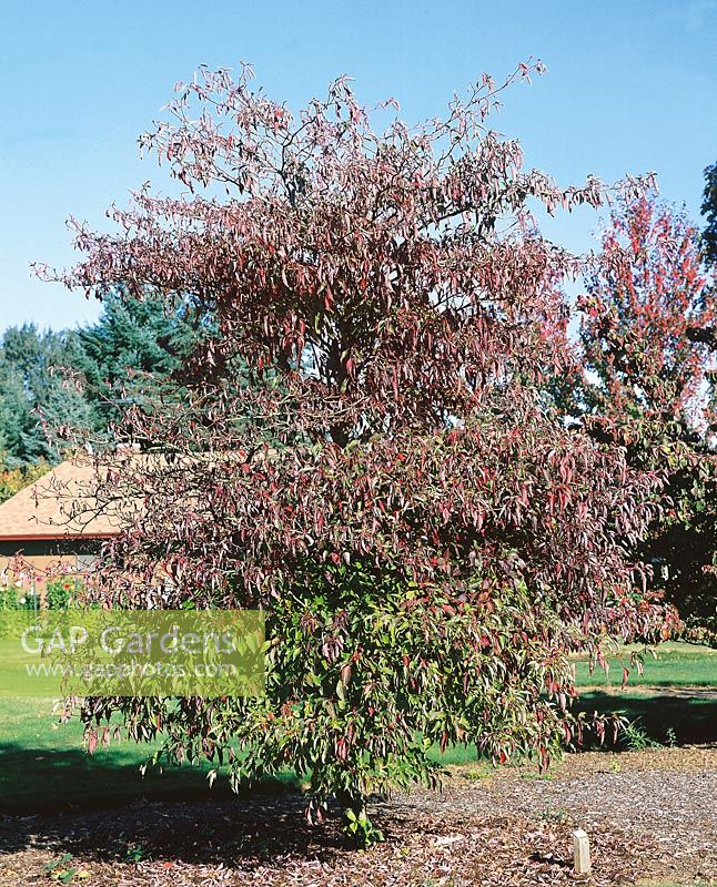 Cornus alternifolia in autumn