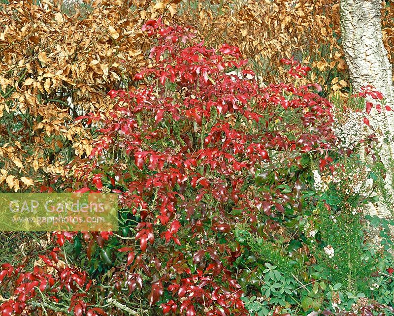 Mahonia aquifolium Undulata und Carpinus betulus in winter