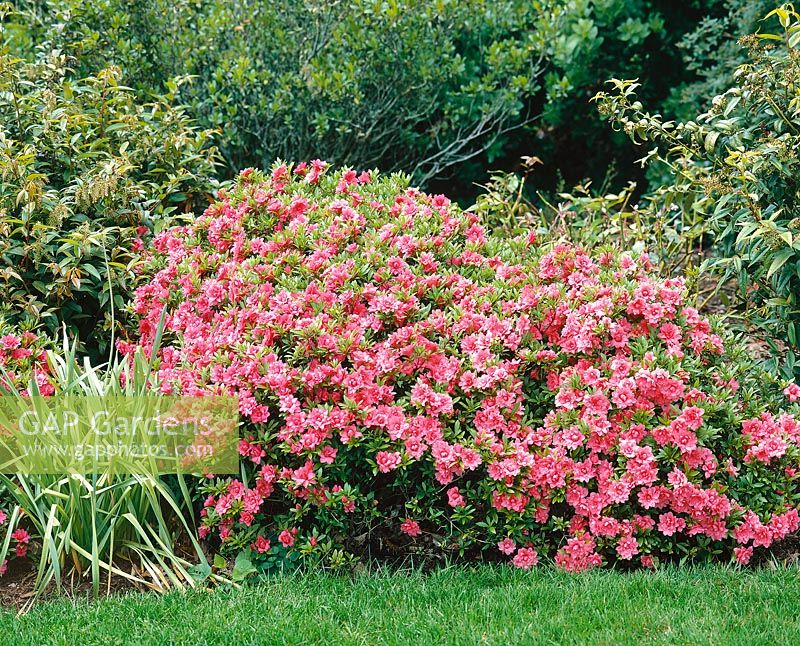 Rhododendron indicum
