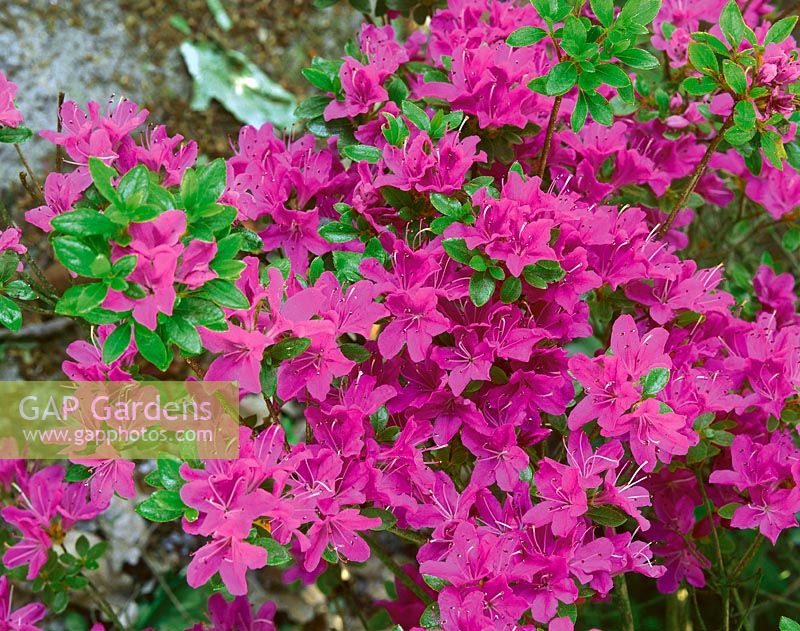 Rhododendron x obtusum Diamant Purpur