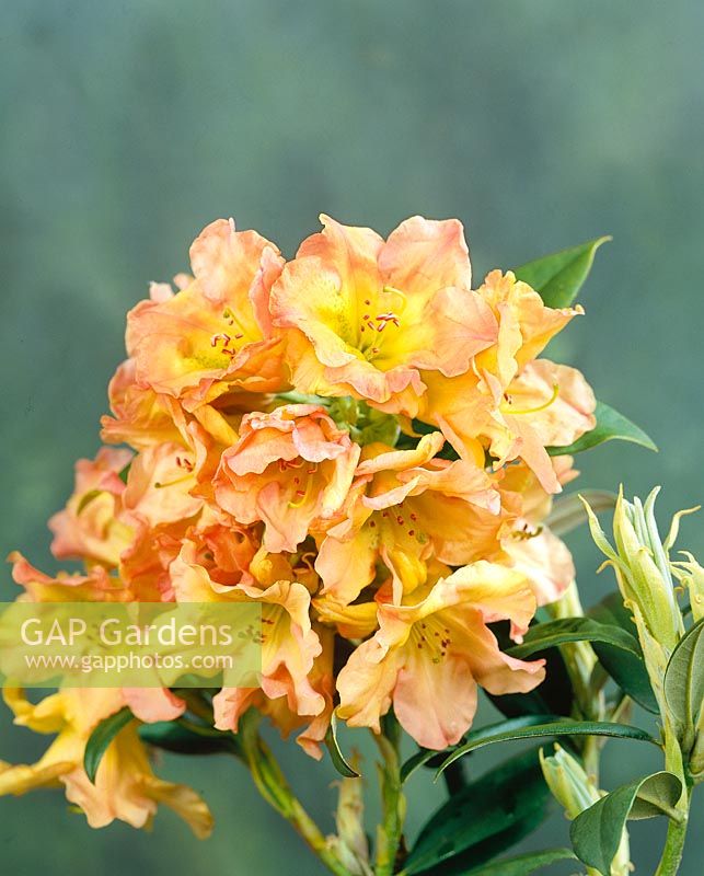 Rhododendron Hello Dolly