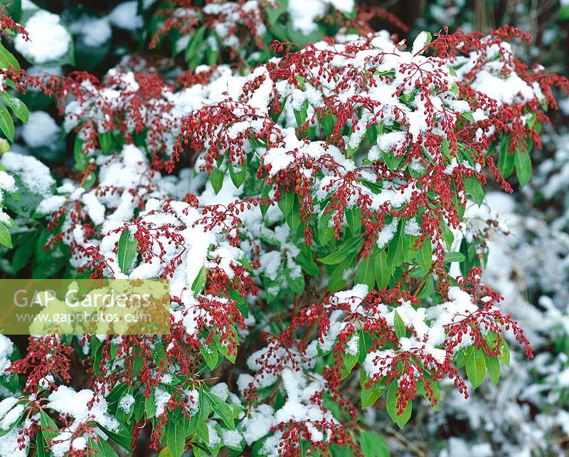 Pieris japonica Valley Valentine in the snow