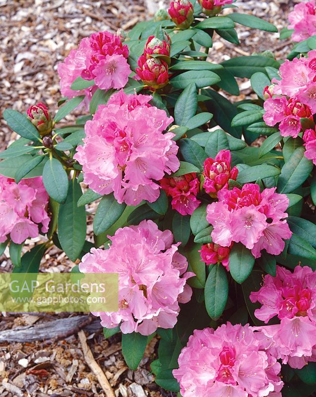 Rhododendron Chelsea Seventy