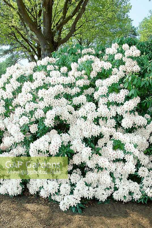 Rhododendron Hybrid white