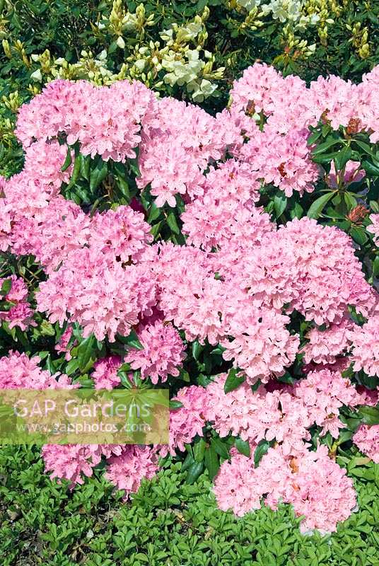 Rhododendron Cheer