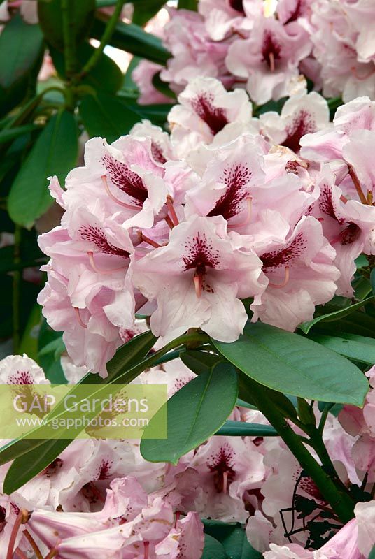Rhododendron Kordesa
