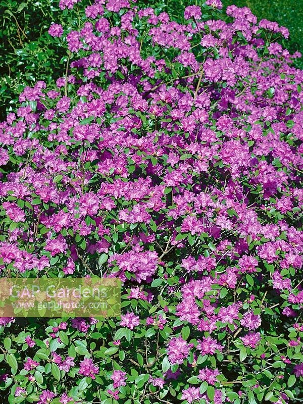 Rhododendron carolinianum Regal