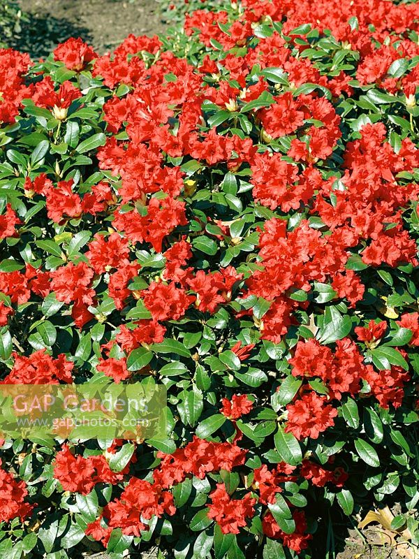 Rhododendron forrestii Satin