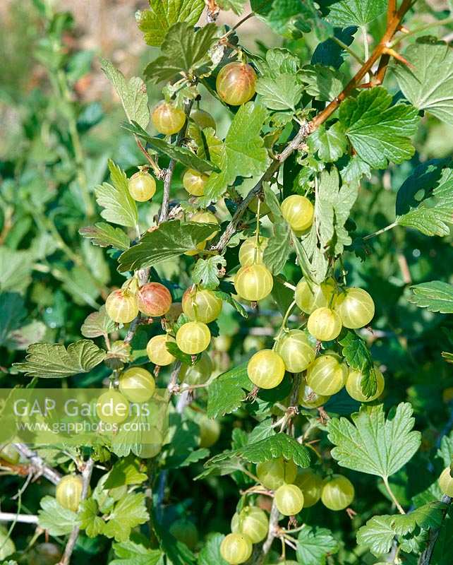 Ribes uva-crispa Pixwell