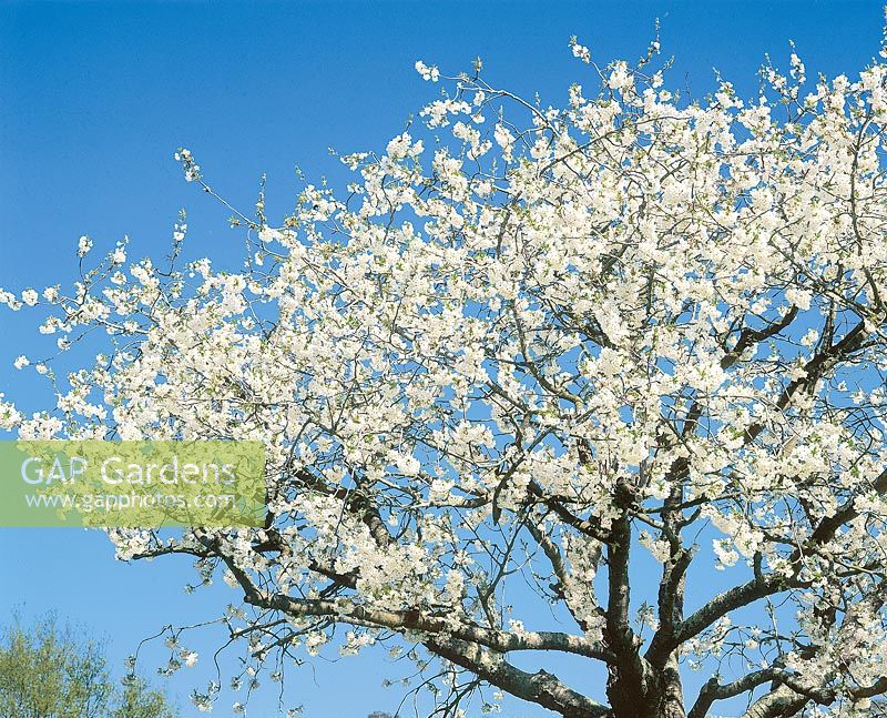 Kirschenbaum blühend / Prunus avium