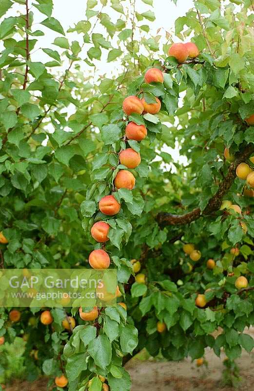 Marillenbaum / Prunus armeniaca
