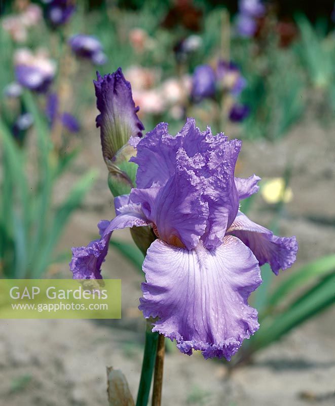 Iris Fabulous Frills