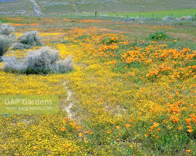 Flower meadow natural with Eriophyllum and Eschscholtzia californica