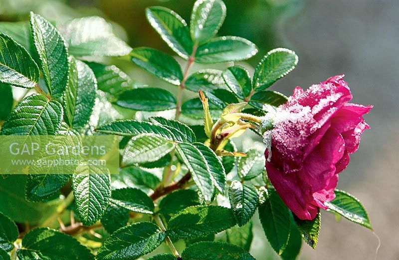 Rosenblüte mit Raureif