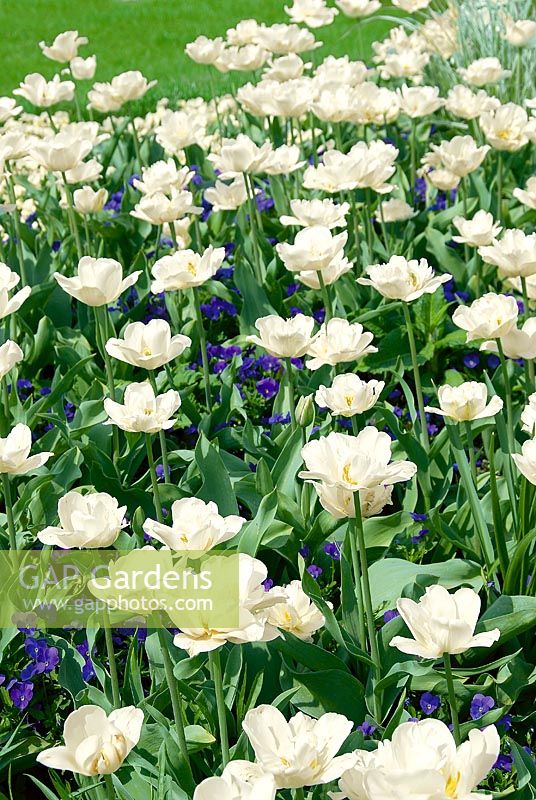 Spring impressions with Tulipa Mount Tacoma and Viola violet
