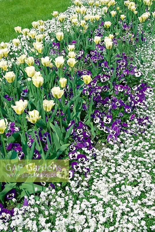 Frühlingsstimmung mit Tulipa Springgreen & Viola
