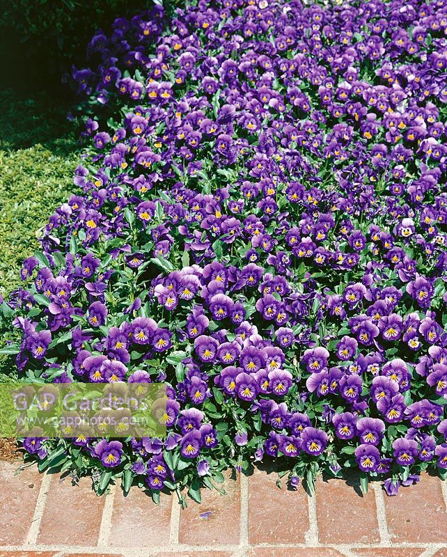 Viola-Wittrockiana-Hybriden Baby Bingo Lavender
