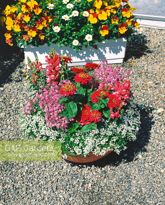 Summerflowers mix with Alyssum, Linaria and Zinnia in pot