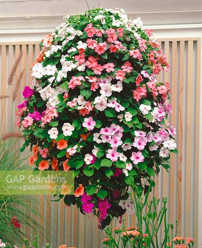 Hanging Basket with  Impatiens Tempo Butterfly® mixed colours