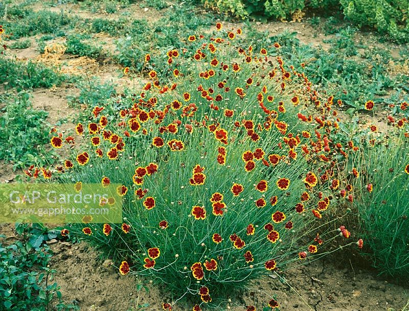 Thelesperma burridgeanum
