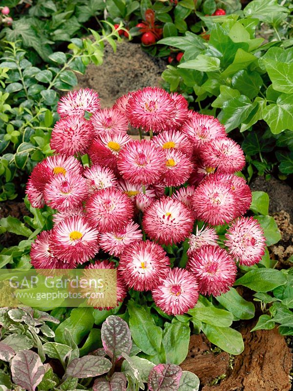 Bellis perennis Habanera ® White with Red Tips