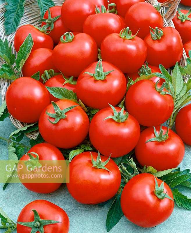 Tomate/Lycopersicon esculentum OVERTURE